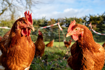 Free range organic chickens poultry in a country farm, germany