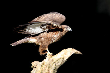 Common buzzard photographed with the last lights of the afternoon, birds, falcons, Buteo buteo