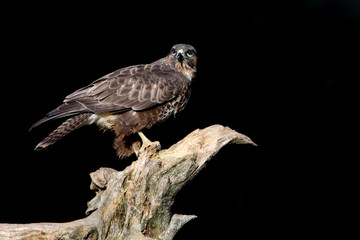 Common buzzard with the last lights of the sunset, Buteo buteo