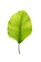banana leave frame isolated include clipping path