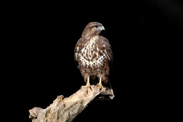 Common buzzard photographed with the last lights of the afternoon, birds, falcons, Buteo buteo