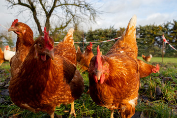 Free range organic chickens poultry in a country farm, germany