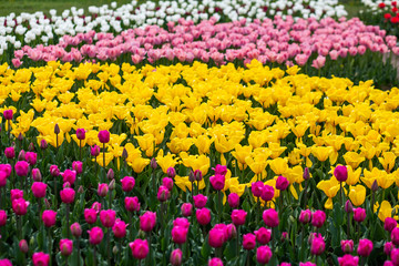 Colorful field of tulips