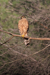 Young female of Northern goshawk with last afternoon lighs, birds, hawk, falconAccipiter gentilis
