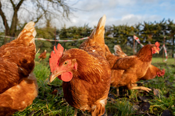 Free range organic chickens poultry in a country farm, germany