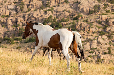 Obraz na płótnie Canvas horses in mountains