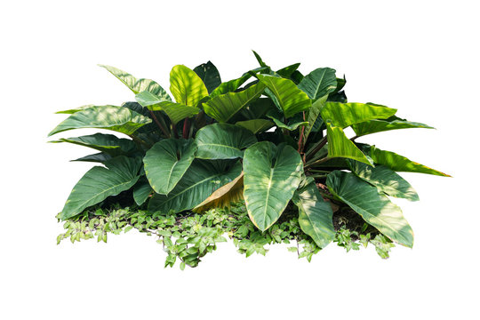 jungle leave plant isolated include clipping path on white background