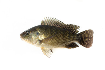 Nile tilapia fish isolated on white background 