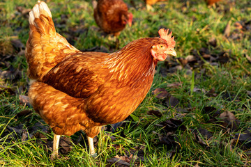 Free range organic chickens poultry in a country farm, germany