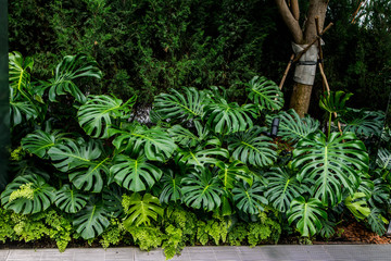 montera jungle plant in rain forest