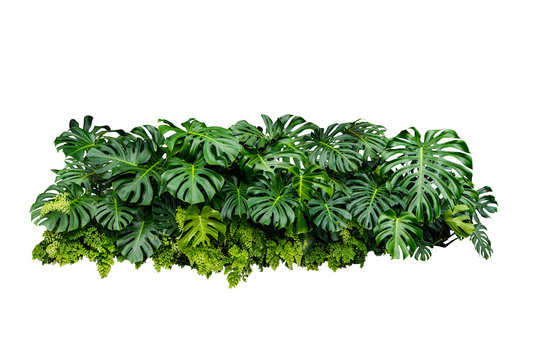 monstera jungle plant isolated include clipping path on white background