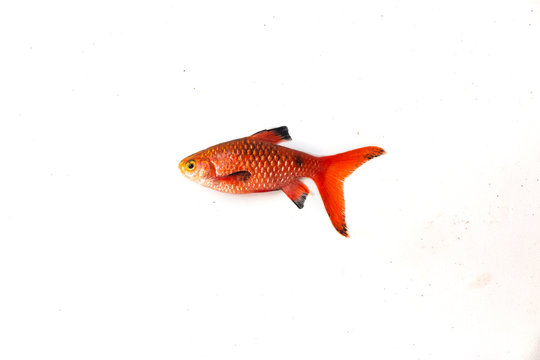 Rosy fiery barb fish isolated on white background