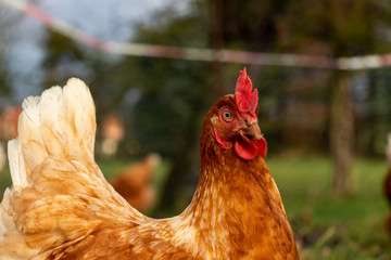close up of a brown hen on an organic free range chicken farm, Germany