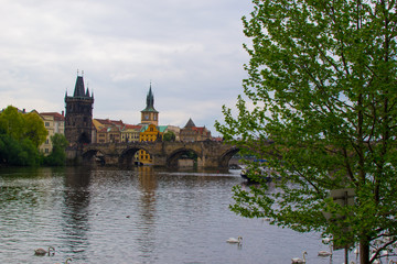 Fototapeta na wymiar Vltava river flowing through Prague with Charles Bridge (Karlův most) and Old Town Bridge Tower (Staroměstská mostecká věž) at the background, and a tree at the foreground (Czech Republic)