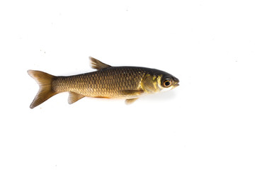 Fototapeta premium baby grass carp isolated on white