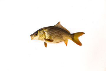 carp fish Isolated on white background