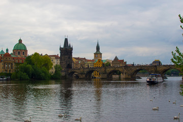 Vltava river full of geese flowing through Prague with Charles Bridge (Karlův most) and Old Town Bridge Tower (Staroměstská mostecká věž) at the background (Czech Republic)