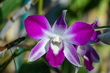 Close up orchid hybrids in the garden.Selective focus beautiful purple orchid.