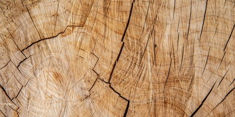 texture of wood