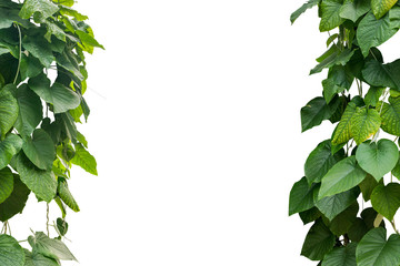 Fototapeta na wymiar jungle leave plant isolated include clipping path on white background