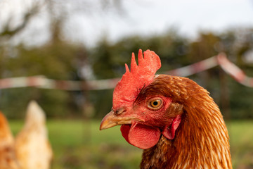 close up of a brown hen on an organic free range chicken farm, Germany