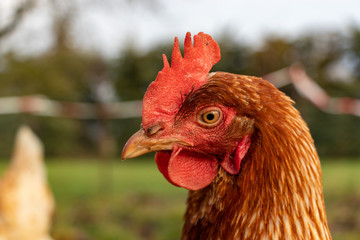 close up of a brown hen on an organic free range chicken farm, Germany