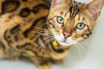 Bengal cat in white background.