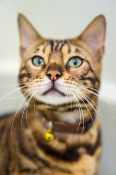 Bengal cat in white background.