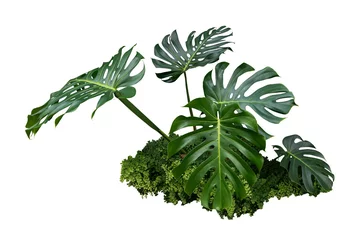 Tuinposter monstera jungle leave plant isolated include clipping path on white background © sakdam