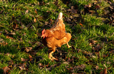 Free range organic chickens poultry in a country farm, germany