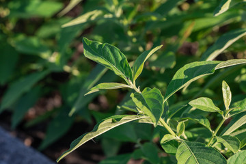 Selective focus White crane flower plant or snake jasmine in a garden.(Rhinacanthus nasutus)