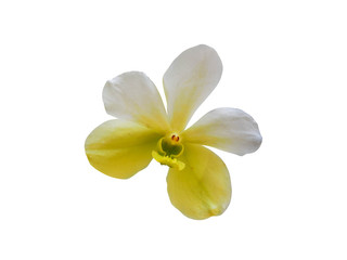 Obraz na płótnie Canvas orchids flower plant isolated on white background include clipping 