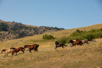 Herding Horses