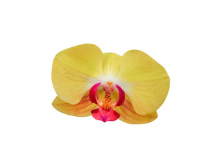 Fototapeta na wymiar orchids flower plant isolated on white background include clipping 