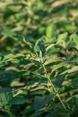 Selective focus White crane flower plant or snake jasmine in a garden.(Rhinacanthus nasutus)
