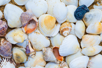 Sea shells on wet sand, nature background, close up, top view. Colorful shells background