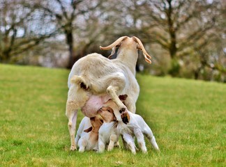 goat feeds kids in a meadow
