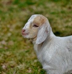 portrait of a little goat