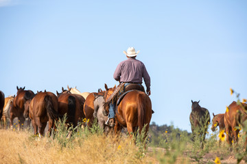 Herding Horses