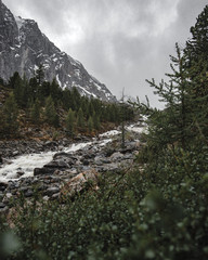 Obraz premium green coniferous forest frames the banks of a stormy mountain river that flows in a valley of snowy rocky mountains and glaciers