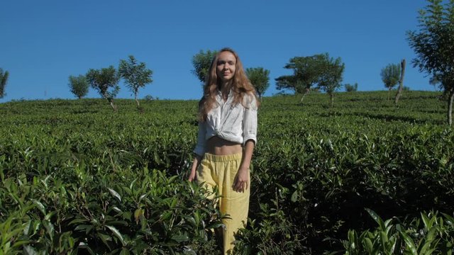 Pretty Slim Lady In Stylish Dressing Walks Among Lush Tea Bushes On Sunny Day Against Blue Sky On Horizon Slow Motion. Concept Ecology Agriculture Travel