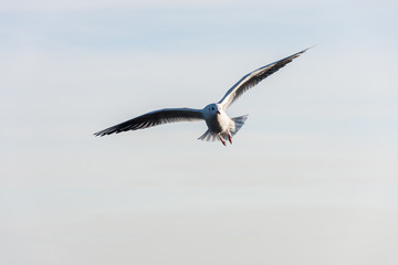 Flying seagulls over the sea look like angels.