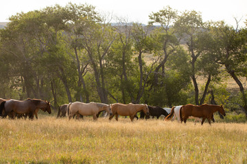 Horse Herd