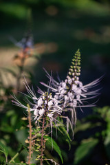 Selective focus Orthosiphon stamineus plant.Commonly known as cat's whiskers or Java tea.