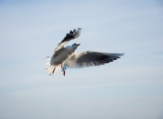 Fototapeta na wymiar Flying seagulls over the sea look like angels.