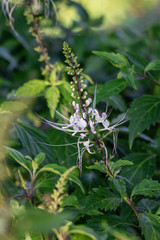 Selective focus Orthosiphon stamineus plant.Commonly known as cat's whiskers or Java tea.