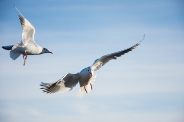 Flying seagulls over the sea look like angels.