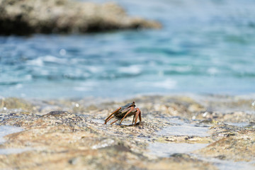 小笠原父島　ジョンビーチの岩場を歩くカニ