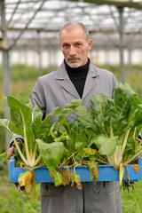Naklejka na ściany i meble Agronomist in greenhouse holding box of organic plants