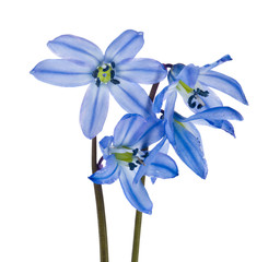 Spring blue flowers blossoming snowdrops isolated on a white background close-up.